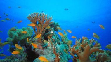 Tropik Mavi Su Renkli Balıklar. Su altı deniz balığı. Renkli sualtı deniz manzarası. Tropik balık resifi denizcisi. Su altı deniz balığı. Tropikal balık resifi denizcisi.
