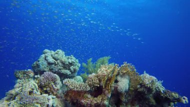 Tropik Renkli Balık ve Yumuşak Mercan. Su altı deniz balığı. Tropik balık resifi denizcisi. Renkli sualtı deniz manzarası. Resif mercan sahnesi. Mercan bahçesi deniz manzarası. Renkli tropikal mercan resifleri.