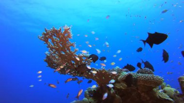 Tropik Renkli Sualtı Ambiyansı. Su altı deniz balığı. Tropik balık resifi denizcisi. Renkli sualtı deniz manzarası. Resif mercan sahnesi. Mercan bahçesi deniz manzarası. Renkli tropikal mercan resifleri.