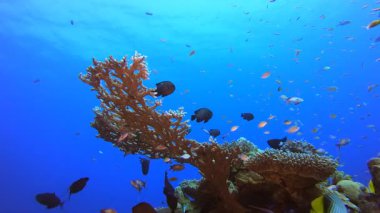 Tropik Mercan Bahçesi Deniz Hayatı. Su altı deniz balığı. Tropik balık resifi denizcisi. Renkli sualtı deniz manzarası. Resif mercan sahnesi. Mercan bahçesi deniz manzarası. Renkli tropikal mercan resifleri.