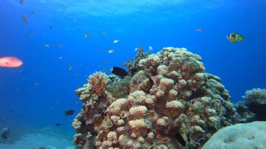 Tropik Mercan Bahçesi Su Altında Yaşam. Su altı deniz balığı. Tropik balık resifi denizcisi. Renkli sualtı deniz manzarası. Resif mercan sahnesi. Mercan bahçesi deniz manzarası. Renkli tropikal mercan resifleri.