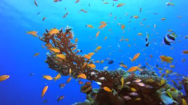 Tropik Mercan Sualtı Bahçe Hayatı. Su altı deniz balığı. Tropik balık resifi denizcisi. Renkli sualtı deniz manzarası. Resif mercan sahnesi. Mercan bahçesi deniz manzarası. Renkli tropikal mercan resifleri.