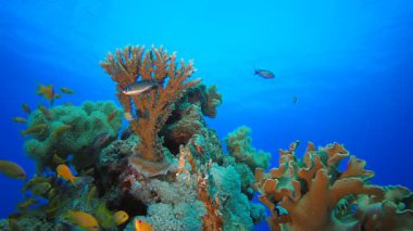 Tropik Mercan Sualtı Bahçe Hayatı. Su altı deniz balığı. Tropik balık resifi denizcisi. Renkli sualtı deniz manzarası. Resif mercan sahnesi. Mercan bahçesi deniz manzarası. Renkli tropikal mercan resifleri.