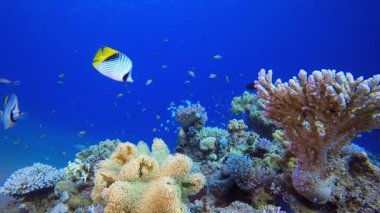 Tropikal Su altı Mercan Resifi. Su altı deniz balığı. Tropik balık resifi denizcisi. Renkli sualtı deniz manzarası. Resif mercan sahnesi. Mercan bahçesi deniz manzarası. Renkli tropikal mercan resifleri.