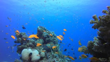 Tropik Su altı Resifi. Su altı deniz balığı. Renkli sualtı deniz manzarası. Tropik balık resifi denizcisi. Su altı deniz balığı. Tropikal balık resifi denizcisi.