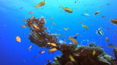 Su altında Güzel Mercan Balık Bahçesi. Su altı deniz balığı. Renkli sualtı deniz manzarası. Tropik balık resifi denizcisi. Su altı deniz balığı. Tropikal balık resifi denizcisi.