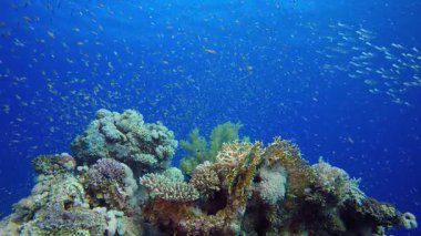 Sualtı Balık ve Mercan Bahçesi. Su altı deniz balığı. Renkli sualtı deniz manzarası. Tropik balık resifi denizcisi. Su altı deniz balığı. Tropikal balık resifi denizcisi.