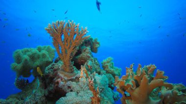 Sualtı Kızıldeniz Tropikal. Su altı deniz balığı. Tropik balık resifi denizcisi. Renkli sualtı deniz manzarası. Resif mercan sahnesi. Mercan bahçesi deniz manzarası. Renkli tropikal mercan resifleri.