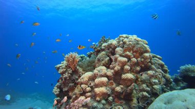 Sualtı Sahne Palyaçosu Balığı. Su altı deniz balığı. Tropik balık resifi denizcisi. Renkli sualtı deniz manzarası. Resif mercan sahnesi. Mercan bahçesi deniz manzarası. Renkli tropikal mercan resifleri.