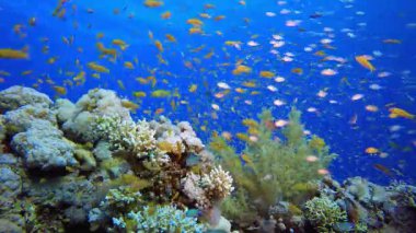 Sualtı Deniz Balığı Tropik Resifi. Su altı deniz balığı. Tropik balık resifi denizcisi. Renkli sualtı deniz manzarası. Resif mercan sahnesi. Mercan bahçesi deniz manzarası. Renkli tropikal mercan resifleri.