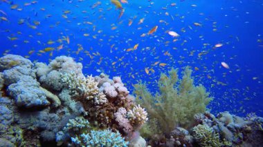 Sualtı Deniz Balığı Tropik Resifi. Su altı deniz balığı. Tropik balık resifi denizcisi. Renkli sualtı deniz manzarası. Resif mercan sahnesi. Mercan bahçesi deniz manzarası. Renkli tropikal mercan resifleri.