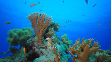 Sualtı Tropikal Mercan Resifi. Su altı deniz balığı. Tropik balık resifi denizcisi. Renkli sualtı deniz manzarası. Resif mercan sahnesi. Mercan bahçesi deniz manzarası. Renkli tropikal mercan resifleri.