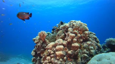 Sualtı Tropikal Deniz Palyaço Balığı. Su altı deniz balığı. Tropik balık resifi denizcisi. Renkli sualtı deniz manzarası. Resif mercan sahnesi. Mercan bahçesi deniz manzarası. Renkli tropikal mercan resifleri.