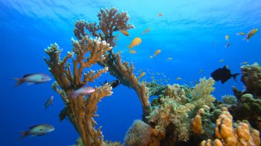 Sualtı Tropikal Deniz Renkli Balıklar. Su altı deniz balığı. Tropik balık resifi denizcisi. Renkli sualtı deniz manzarası. Resif mercan sahnesi. Mercan bahçesi deniz manzarası. Renkli tropikal mercan resifleri.