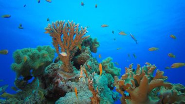 Sualtı Tropikal Deniz Balığı. Su altı deniz balığı. Tropik balık resifi denizcisi. Renkli sualtı deniz manzarası. Resif mercan sahnesi. Mercan bahçesi deniz manzarası. Renkli tropikal mercan resifleri.