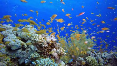 Sualtı Tropikal Deniz Portakal Balığı. Su altı deniz balığı. Tropik balık resifi denizcisi. Renkli sualtı deniz manzarası. Resif mercan sahnesi. Mercan bahçesi deniz manzarası. Renkli tropikal mercan resifleri.