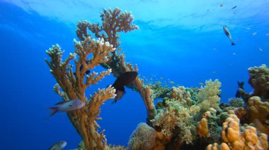 Sualtı Tropikal Deniz Burnu. Su altı deniz balığı. Tropik balık resifi denizcisi. Renkli sualtı deniz manzarası. Resif mercan sahnesi. Mercan bahçesi deniz manzarası. Renkli tropikal mercan resifleri.