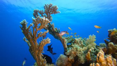Sualtı Tropikal Manzarası. Su altı deniz balığı. Tropik balık resifi denizcisi. Renkli sualtı deniz manzarası. Resif mercan sahnesi. Mercan bahçesi deniz manzarası. Renkli tropikal mercan resifleri.