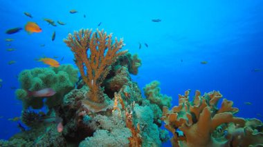 Renkli mercanlar ve balıklarla dolu sualtı dünyası. Su altı deniz balığı. Tropik balık resifi denizcisi. Renkli sualtı deniz manzarası. Resif mercan sahnesi. Mercan bahçesi deniz manzarası. Renkli tropikal mercan resifleri.