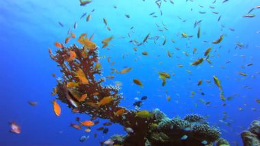 Mavi Su Mercan Kayalıkları Balığı. Su altı deniz balığı. Tropik balık resifi denizcisi. Renkli sualtı deniz manzarası. Resif mercan sahnesi. Mercan bahçesi deniz manzarası. Renkli tropikal mercan resifleri.