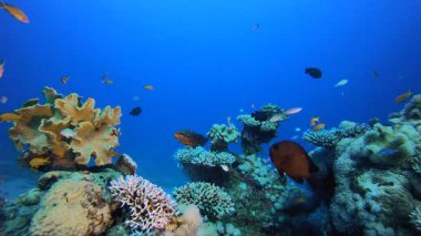 Renkli Resif Sahnesi. Su altı deniz balığı. Tropik balık resifi denizcisi. Renkli sualtı deniz manzarası. Resif mercan sahnesi. Mercan bahçesi deniz manzarası. Renkli tropikal mercan resifleri.