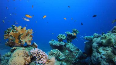 Mercan Bahçesi Balık Sahnesi. Su altı deniz balığı. Tropik balık resifi denizcisi. Renkli sualtı deniz manzarası. Resif mercan sahnesi. Mercan bahçesi deniz manzarası. Renkli tropikal mercan resifleri.