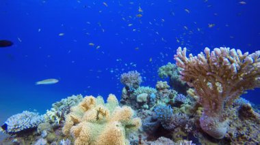 Mercan Bahçesi Deniz Yaşamı Deniz Burnu. Su altı deniz balığı. Tropik balık resifi denizcisi. Renkli sualtı deniz manzarası. Resif mercan sahnesi. Mercan bahçesi deniz manzarası. Renkli tropikal mercan resifleri.