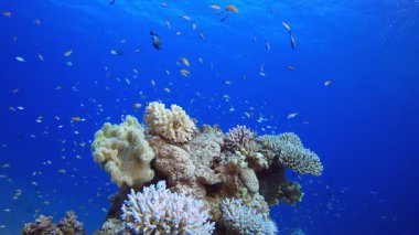 Tropik Mercan Bahçesi ve Baloncuklar. Su altı deniz balığı. Tropik balık resifi denizcisi. Renkli sualtı deniz manzarası. Resif mercan sahnesi. Mercan bahçesi deniz manzarası. Renkli tropikal mercan resifleri.
