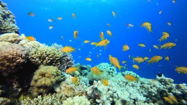 Mavi Deniz Suyu ve Tropikal Balık. Su altı renkli deniz balığı. Tropik resif denizcisi. Mercanlar tropikal yaşam. Mercan bahçesi deniz manzarası. Mavi su arkaplanı.