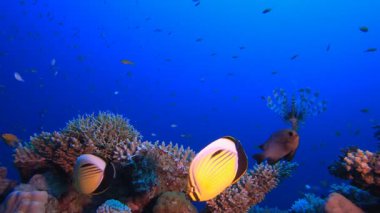 Mavi Deniz Mercan Resifi. Su altı renkli deniz balığı. Tropik resif denizcisi. Mercanlar tropikal yaşam. Mercan bahçesi deniz manzarası. Mavi su arkaplanı.