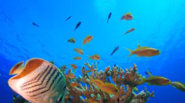 Mavi Deniz Su Yüzeyi Suyun Altında. Su altı renkli deniz balığı. Tropik resif denizcisi. Mercanlar tropikal yaşam. Mercan bahçesi deniz manzarası. Mavi su arkaplanı.