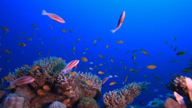 Mavi Su Mercan Resifi Aslan Balığı. Su altı renkli deniz balığı. Tropik resif denizcisi. Mercanlar tropikal yaşam. Mercan bahçesi deniz manzarası. Mavi su arkaplanı.