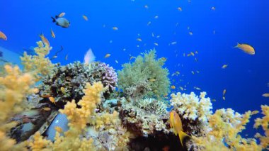 Brokoli Yumuşak Mercan ve Renkli Balıklar. Su altı renkli deniz balığı. Tropik resif denizcisi. Mercanlar tropikal yaşam. Mercan bahçesi deniz manzarası. Mavi su arkaplanı.