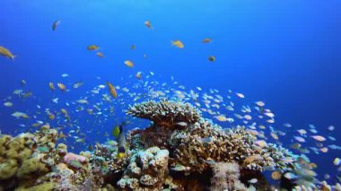 Renkli Balık ve Sert Mercan. Su altı renkli deniz balığı. Tropik resif denizcisi. Mercanlar tropikal yaşam. Mercan bahçesi deniz manzarası. Mavi su arkaplanı.