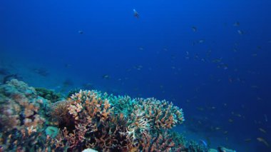 Renkli Kızıl Deniz Mercanı. Su altı renkli deniz balığı. Tropik resif denizcisi. Mercanlar tropikal yaşam. Mercan bahçesi deniz manzarası. Mavi su arkaplanı.