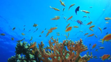 Mercan Bahçesi Balık Sahnesi. Tropik sualtı balığı. Su altı balık resifi denizcisi. Yumuşak ve sert mercanlar. Su altı balık bahçesi resifi. Mercan bahçesi deniz manzarası.