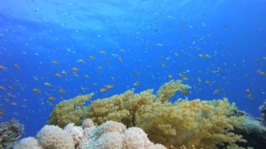 Mercan Bahçesi Canlı Balığı. Tropik sualtı balığı. Su altı balık resifi denizcisi. Yumuşak ve sert mercanlar. Su altı balık bahçesi resifi. Mercan bahçesi deniz manzarası.