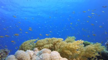 Mercan Kayalıkları ve Su Altında Balıklar. Tropik sualtı balığı. Su altı balık resifi denizcisi. Yumuşak ve sert mercanlar. Su altı balık bahçesi resifi. Mercan bahçesi deniz manzarası.