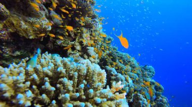 Mercan Kayalıkları ve Su Altında Balıklar. Tropik sualtı balığı. Su altı balık resifi denizcisi. Yumuşak ve sert mercanlar. Su altı balık bahçesi resifi. Mercan bahçesi deniz manzarası.