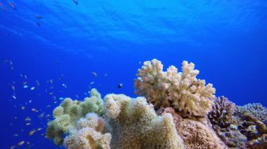 Mercan Resifi Deniz Hayatı Sert Mercan. Tropik sualtı balığı. Su altı balık resifi denizcisi. Yumuşak ve sert mercanlar. Su altı balık bahçesi resifi. Mercan bahçesi deniz manzarası.