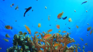 Mercan Resifi Deniz Hayatı. Tropik sualtı balığı. Su altı balık resifi denizcisi. Yumuşak ve sert mercanlar. Su altı balık bahçesi resifi. Mercan bahçesi deniz manzarası.