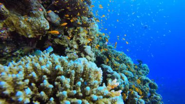 Deniz Mercan Renkli Bahçesi. Tropik sualtı balığı. Su altı balık resifi denizcisi. Yumuşak ve sert mercanlar. Su altı balık bahçesi resifi. Mercan bahçesi deniz manzarası.