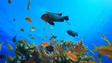 Deniz Mercan Renkli Bahçesi. Tropik sualtı balığı. Su altı balık resifi denizcisi. Yumuşak ve sert mercanlar. Su altı balık bahçesi resifi. Mercan bahçesi deniz manzarası.