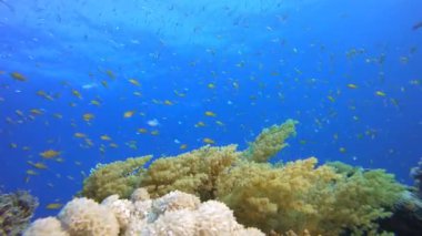 Marine Coral Garden Mavi Portakal Balığı. Su altı deniz balığı. Renkli sualtı deniz manzarası. Tropik balık resifi denizcisi. Su altı deniz balığı. Tropikal balık resifi denizcisi.