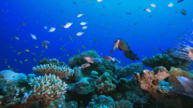 Deniz hayatı mercan bahçesi. Su altı deniz balığı. Renkli sualtı deniz manzarası. Tropik balık resifi denizcisi. Su altı deniz balığı. Tropikal balık resifi denizcisi.