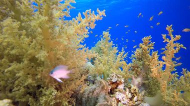 Deniz hayatı tropikal balık bahçesi. Su altı deniz balığı. Renkli sualtı deniz manzarası. Tropik balık resifi denizcisi. Su altı deniz balığı. Tropikal balık resifi denizcisi.