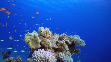 Resif Mercan Bahçesi. Su altı deniz balığı. Renkli sualtı deniz manzarası. Tropik balık resifi denizcisi. Su altı deniz balığı. Tropikal balık resifi denizcisi.