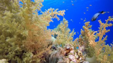 Resif Mercan Bahçesi Sualtı Hayatı. Su altı deniz balığı. Renkli sualtı deniz manzarası. Tropik balık resifi denizcisi. Su altı deniz balığı. Tropikal balık resifi denizcisi.