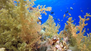 Resif Mercan Tropikal Bahçesi. Su altı deniz balığı. Renkli sualtı deniz manzarası. Tropik balık resifi denizcisi. Su altı deniz balığı. Tropikal balık resifi denizcisi.