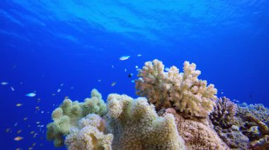 Resif Mercan Tropikal Bahçesi. Su altı deniz balığı. Renkli sualtı deniz manzarası. Tropik balık resifi denizcisi. Su altı deniz balığı. Tropikal balık resifi denizcisi.